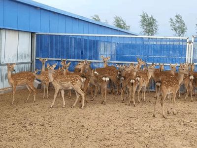 鹿醇寶集團(tuán) 卓越品質(zhì)引領(lǐng)飼料生產(chǎn)新標(biāo)桿