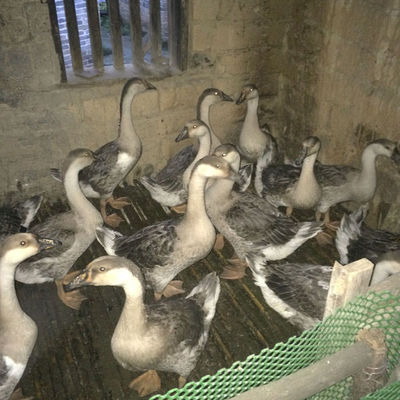 認識獅頭鵝 外觀特征與飼養(yǎng)要點