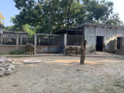 小斑馬、小長角羚…北京動物園今年新添343只“小萌寵”，飼料生產(chǎn)如何支撐？