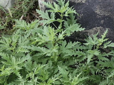 【創新內蒙古】科研突破 麻葉蕁麻飼料添加顯著提升羊肉營養品質